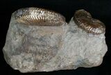 Hoploscaphities Comprimus Ammonite Double #6130-2